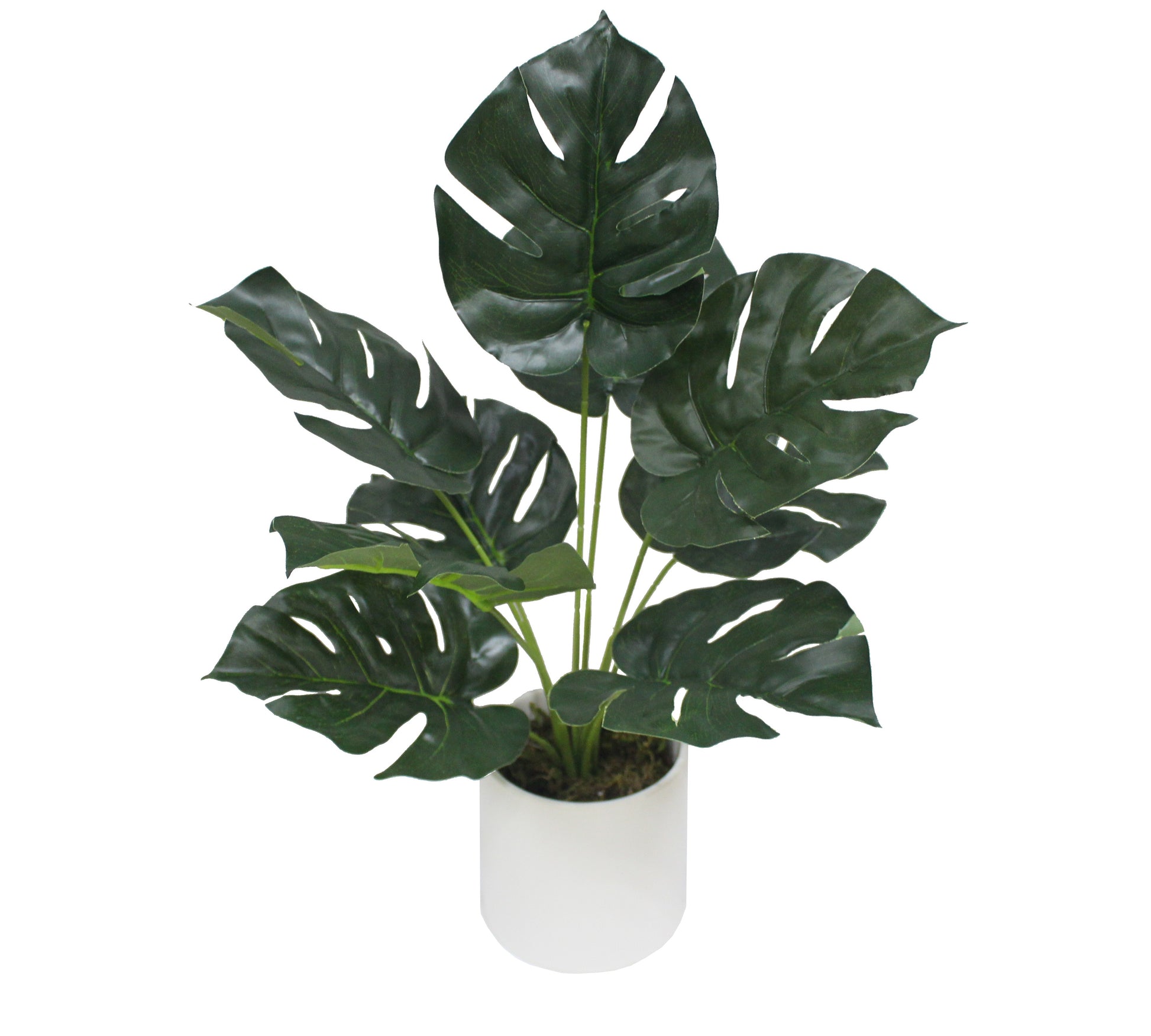 Mini Monstera 40 cm 40 cm