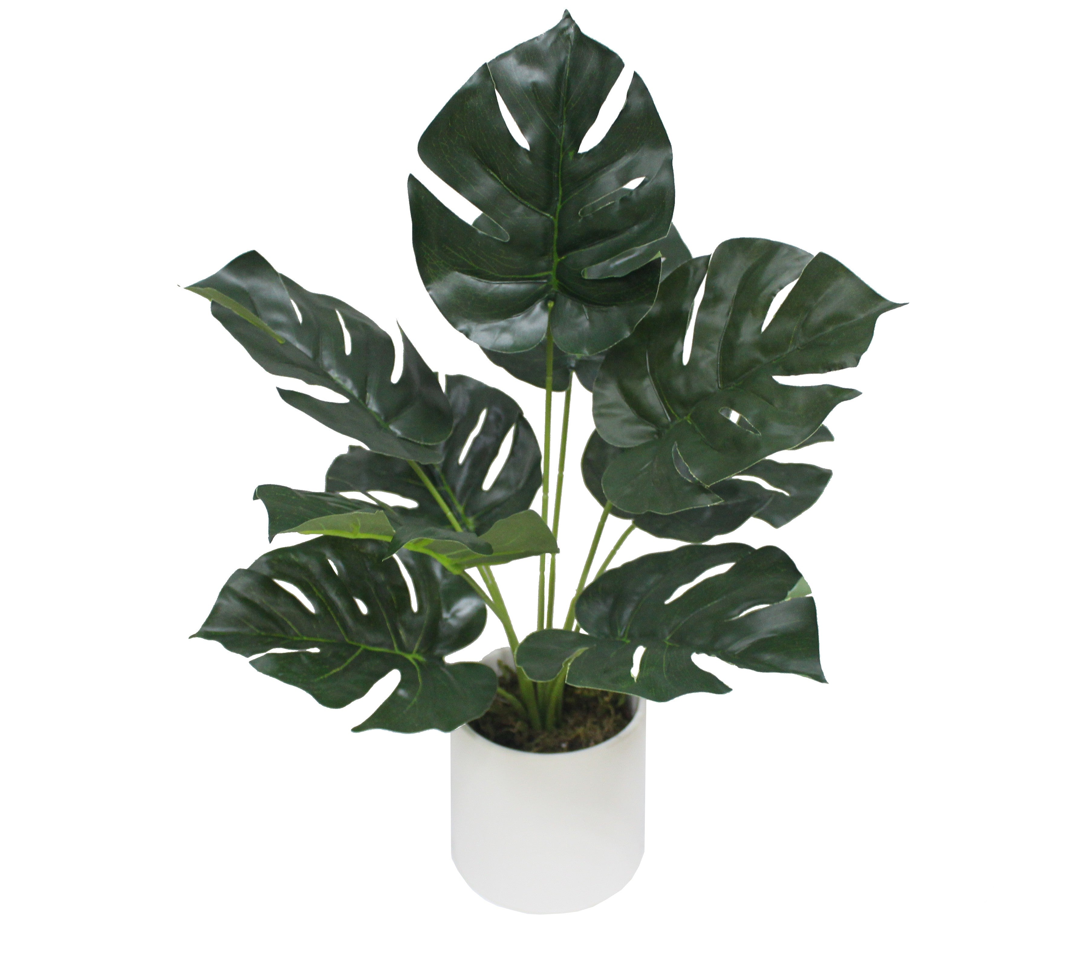Mini Monstera 40 cm 40 cm
