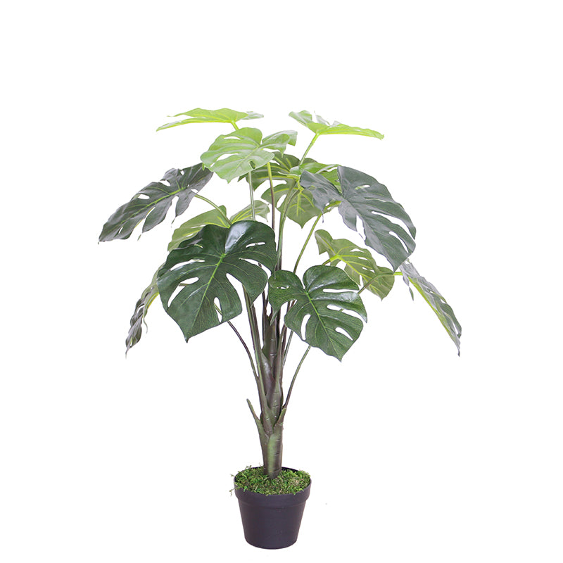 Monstera Plant 70 cm 70 cm