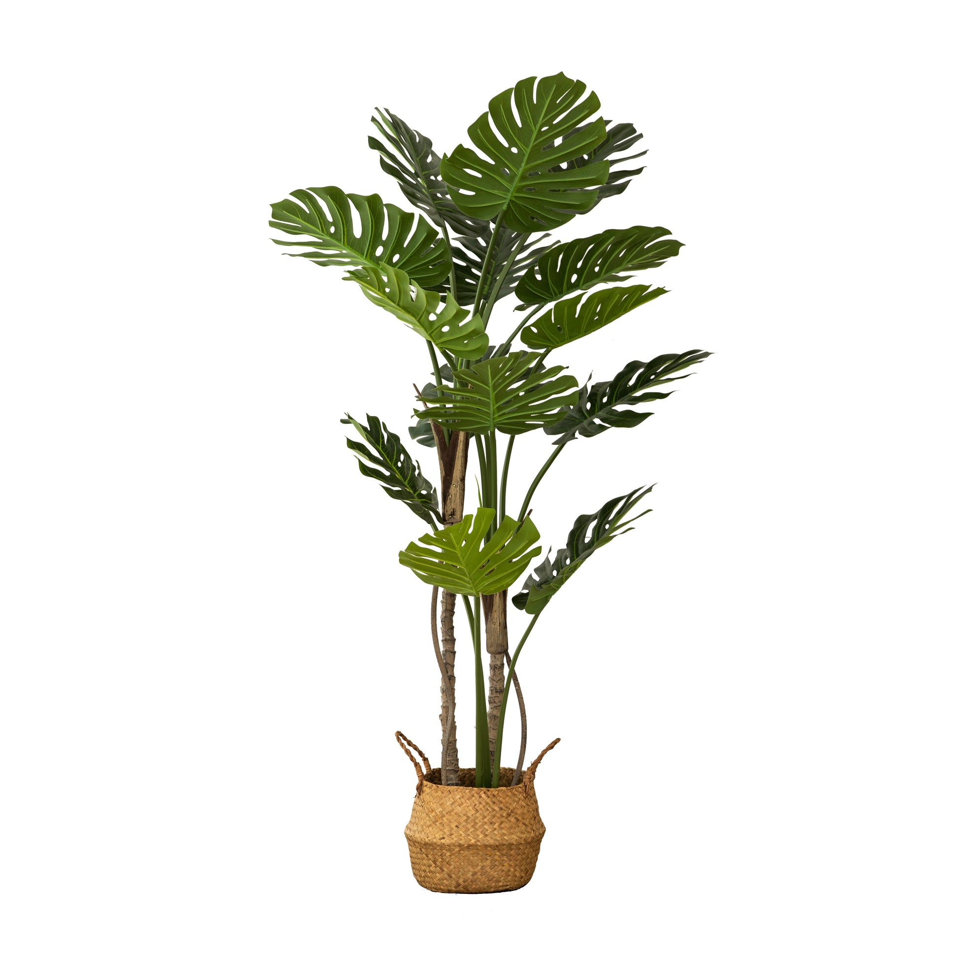 Monstera Plant 150 cm 150 cm