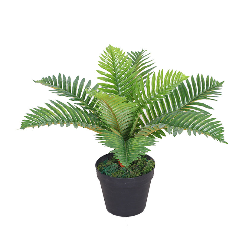 Mini Palm 50cm 50 cm