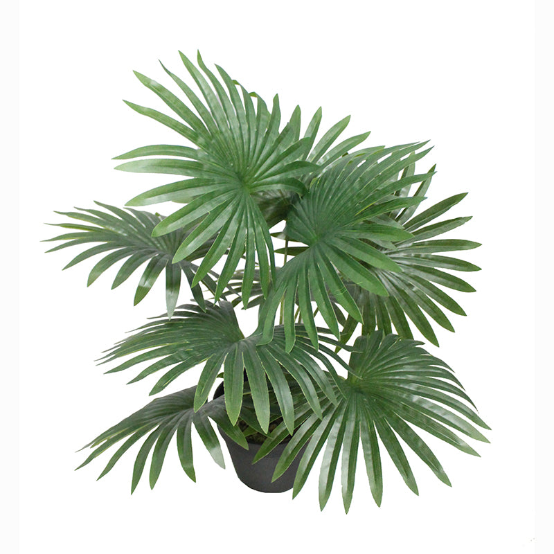 Palm Tree 100cm 100 cm