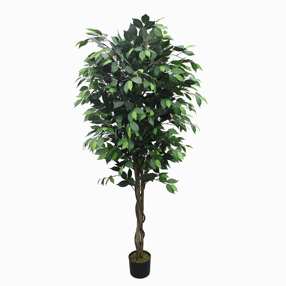 Ficus Tree 180cm 180 cm