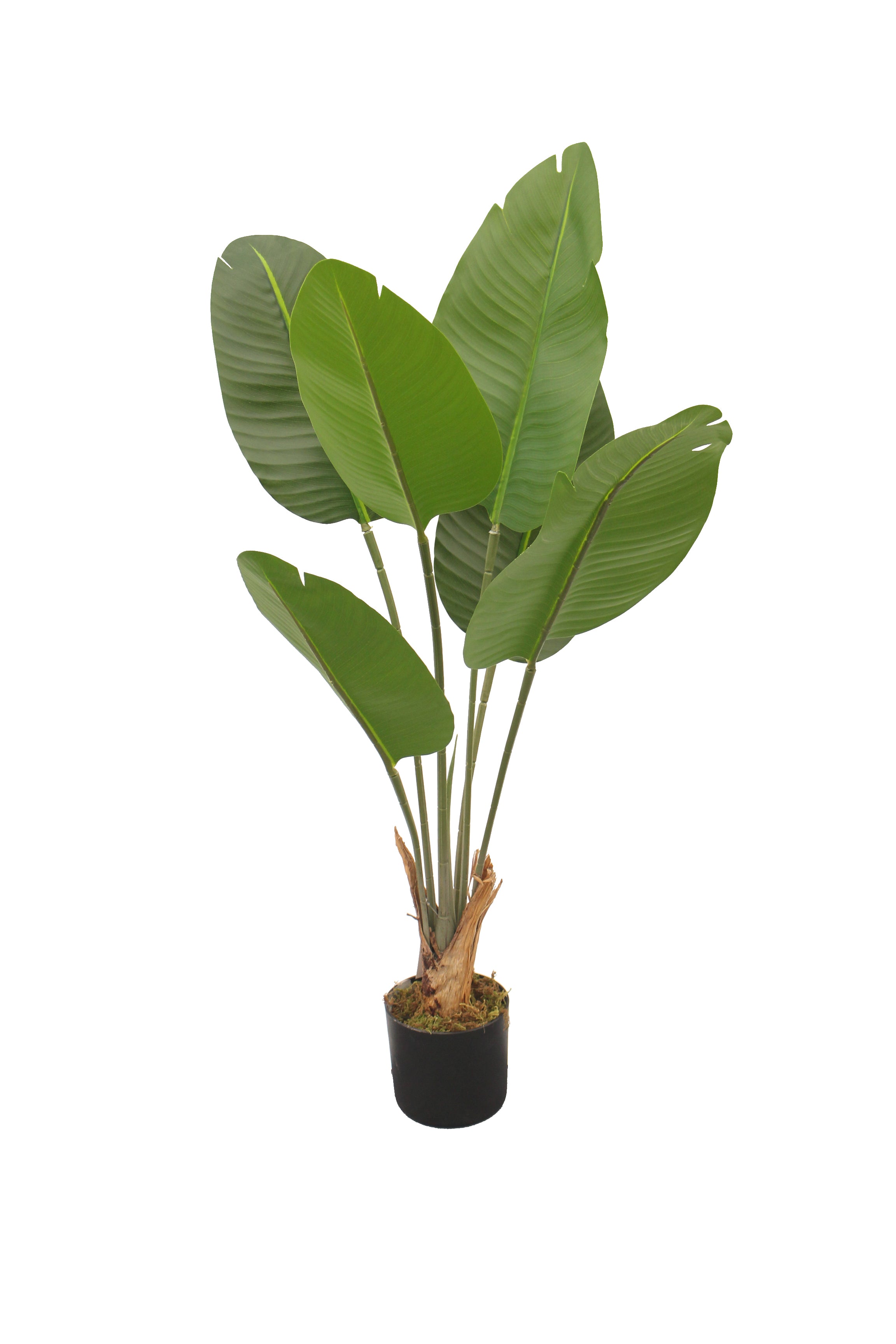 Banana Tree 90cm 90 cm