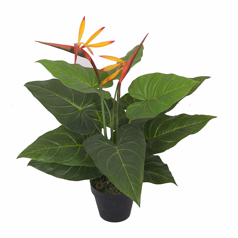 Bird of Paradise 55cm 55 cm