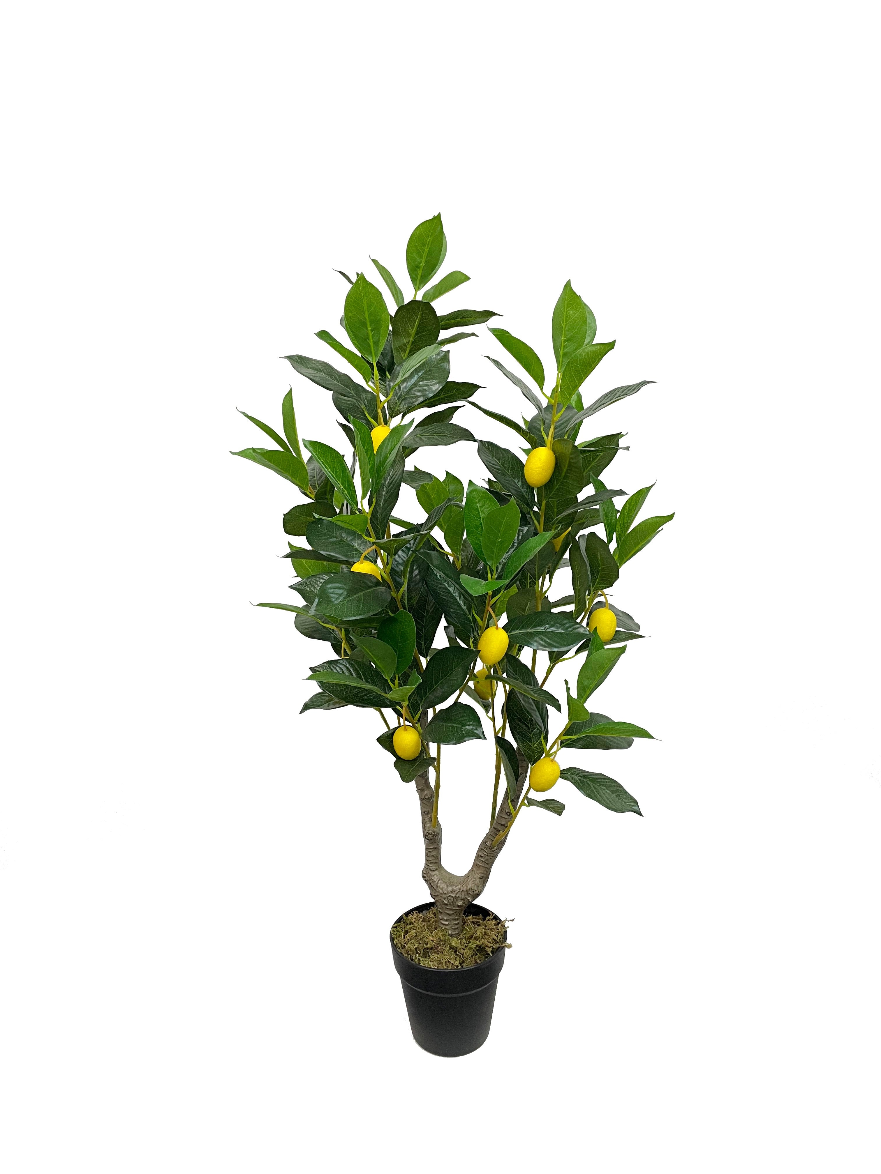 Lemon Tree 95cm 95 cm