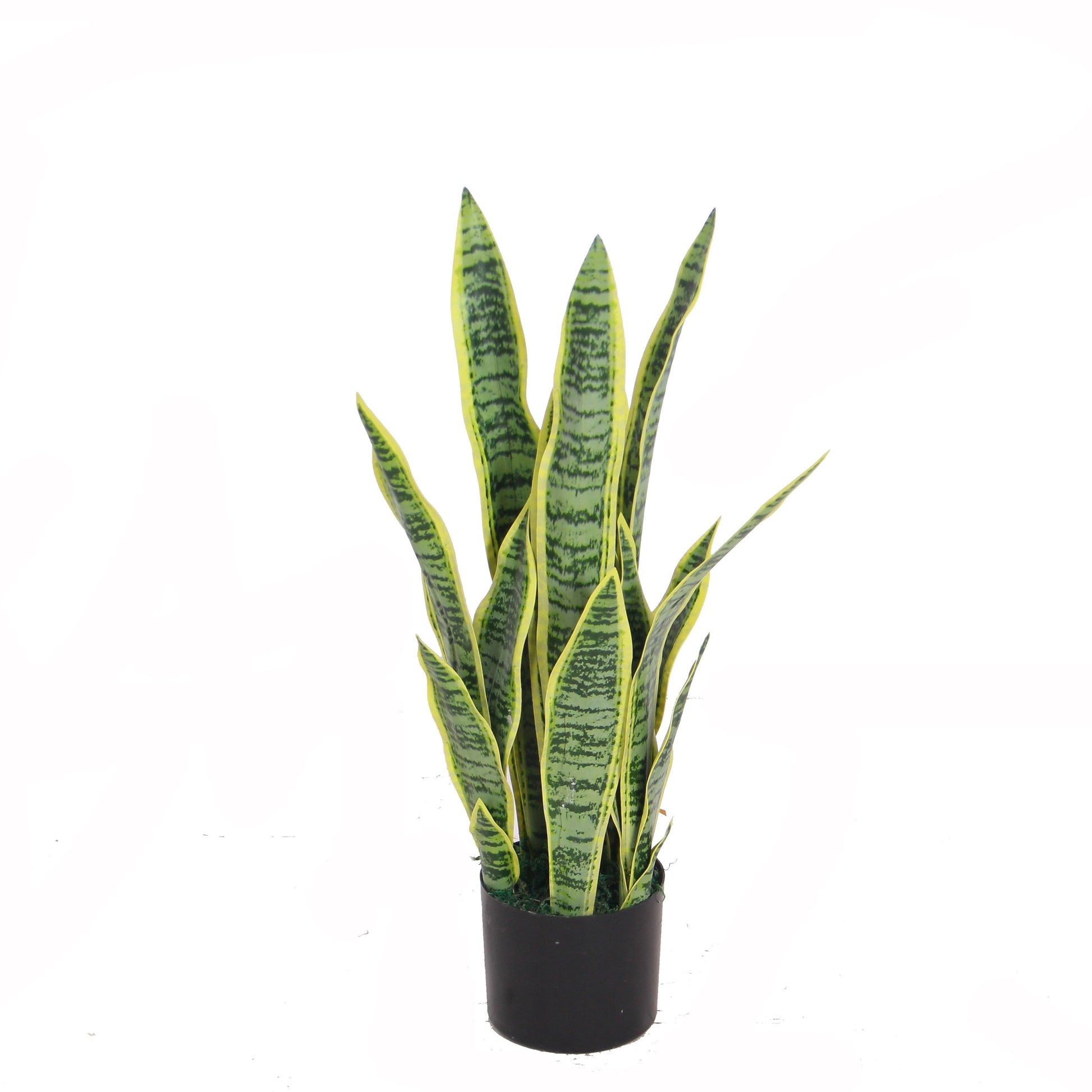Sansevieria 65m 65 cm