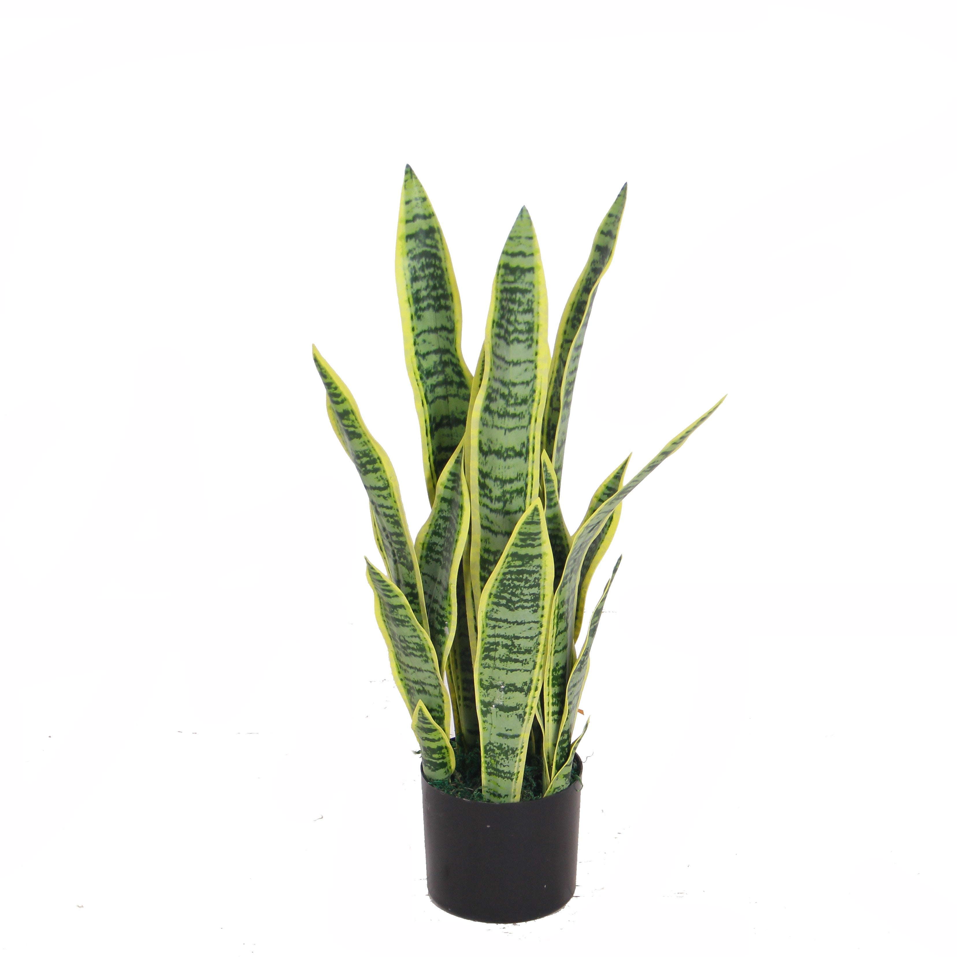 Sansevieria 65m 65 cm