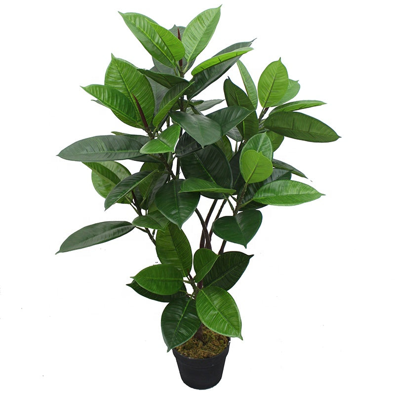 Rubber Plant 95cm 95 cm