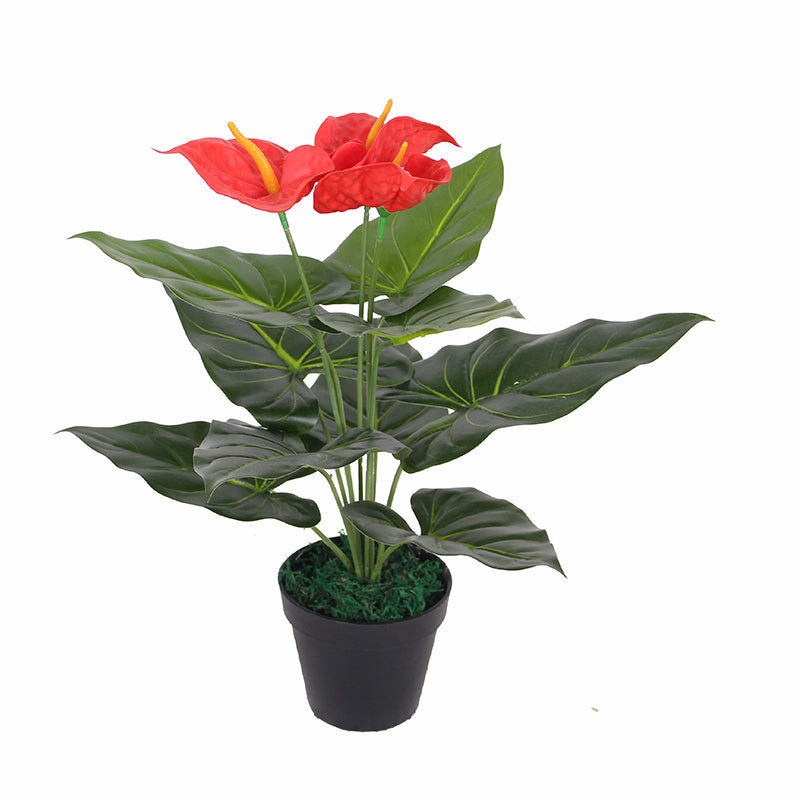 Anthuirum 45cm 45 cm