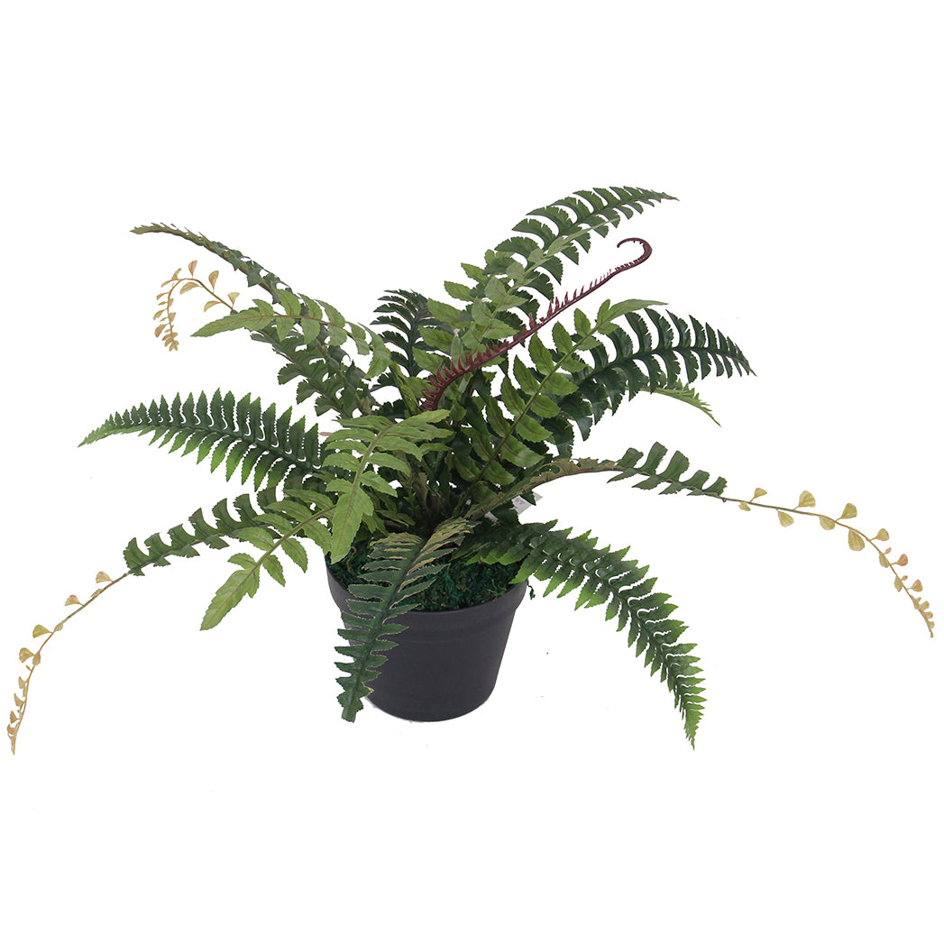 Fern 50cm 50 cm